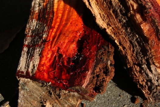 Gum Tree blood sap